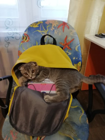 Кот Перси, 7 мес. Самый болтливый кот в мире! п. Талакан