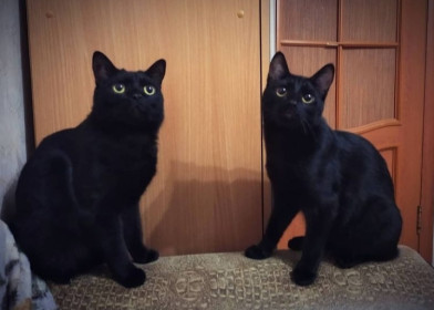 Сэмми и Бу́рми, 5 лет и 1 год. Приносят двойное счастье. г. Благовещенск