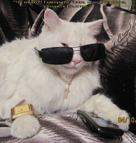 Кот Шкода, 10 лет. Просто космос. г. Циолковский