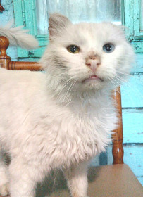 Василий, 8 лет. Голова — одно ухо. с. Сычевка