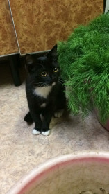 Кошка Умка, 1 годик. Разговаривает при ловле мух. с. Поярково