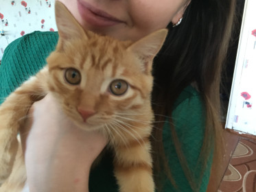 Лёва, Левка, он же Лео, он же бес, он же дурак кошачий. 3 года. г. Благовещенск