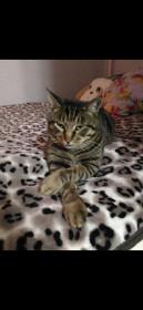 Марсик, 11 лет. Самый серьезный в нашей семье. с. Чигири