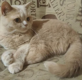 Кошка Боня, 4,5 кг. 5 лет. п. Талакан