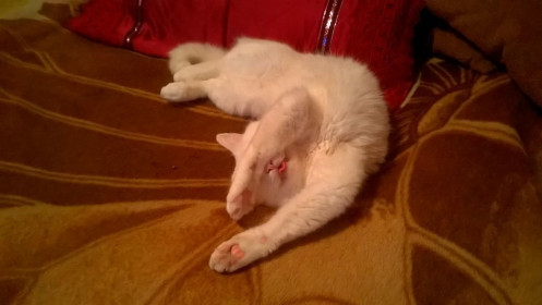 Марс. 12 лет. Родился блондином на белый я свет!