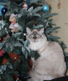 Мартовский кот Лекс, 15 марта будет 3 года. Антидепрессант.