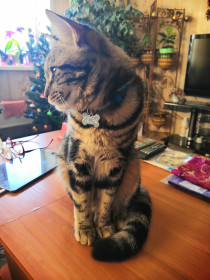 Тигра, 10 месяцев. Наш любимец. г. Владивосток