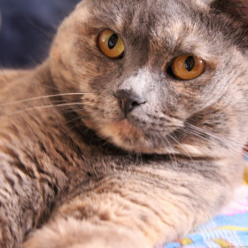 Мартышка, 6 лет. Очень независимая дама. г. Благовещенск