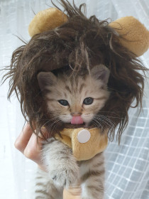 Феникс, 3 мес. Маленький тигр-р-р, игривый. с. Владимировка.