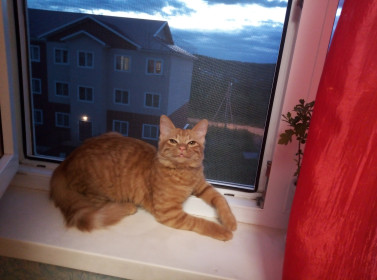 Кот Кекс, 1 год. Наш любимый подкидыш. г. Тында
