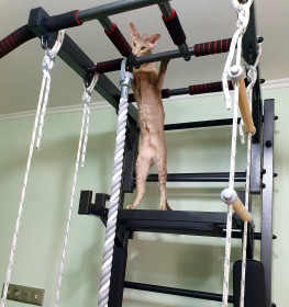 Айза, 7 месяцев. 3,5 кг. Спортсменка. г. Благовещенск