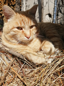 Кот Вертик — настоящий мартовский кот, родился в марте, ему 4 года. Постоянный «хвостик», который участвует во всех моих делах.