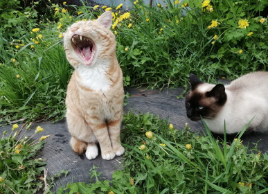 Серенада от Таиски и Вертика