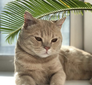 Мамбл, 2 года. Величественный царь. п. Магдагачи