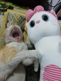 Василий, 5 лет. Глава семьи. г. Свободный