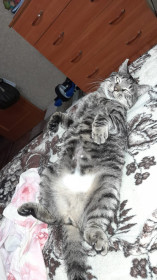 Макс, 4 года. Работает вместо будильника по утрам. г. Благовещенск