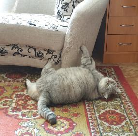 Тесса, 6 лет, 10 кг, дизайнер. г. Благовещенск