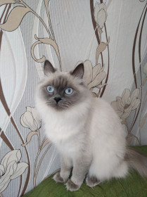 Чудо-кошка Марго, 3 кг. Пушистик. г. Благовещенск