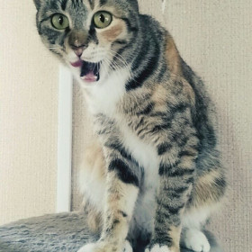 Афродита, на фото ей 2,5 года. Любит все контролировать.