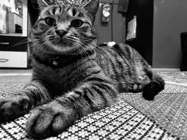 Котэ Василий. 2 года. Наш любимец, которому мы прощаем практически все проделки. с. Новогеоргиевка, Шимановский район