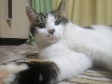 Веня, 1,5года. Деревенский Казанова, который талантлив не только в соблазнении, но и в спорте. с. Ключевое, Шимановский район