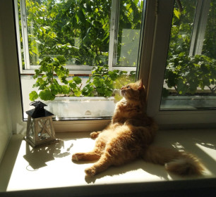 Пыша, 3 года. Мечтатель, который очень любит солнечные ванны.