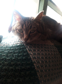 Тема, Тимофей. Сельский кот, который знает толк в ловле мышей. с. Константиновка