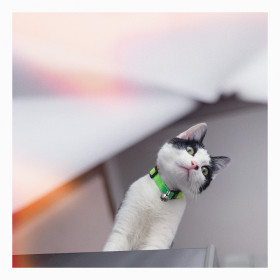 Пират, 6 месяцев. Любознательный бандит. г. Благовещенск