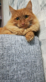 Фокс, 4 года. Самый рыжий кот в мире.