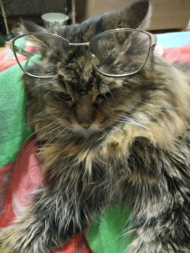 Михаил, 17 лет. Самый умный кот.