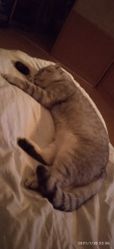 Раф, 2 года. Соня, который очень любит спать на подушке, и именно на перьевой.