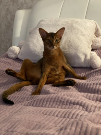 Марлей, 1 год, 4 кг. Умеет делать сальто! г. Благовещенск