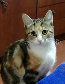 Майка, 1 год, вес 1,5 кг. Очень мудрая кошка. с. Сычевка