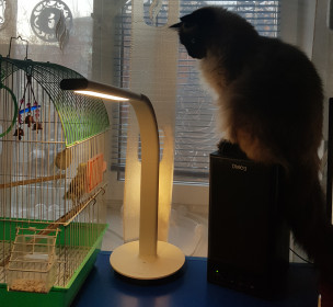 Нелли, 3 г 10 мес., 4,6 кг. Не только спит, но и бдит. Все в семье живут под ее чутким контролем. г. Благовещенск