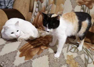 Айс (5 кг) и Алиса (2 кг) — семейная пара, всё время выясняющая отношения. с. Сычёвка Свободненский район