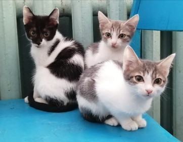 Три брата. 2 мес., 3 кг на троих. с. Сычёвка Свободненский район