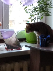 Кошка Иришка, 5 лет. Любит смотреться в зеркало. Ведь на дворе Март и надо быть на высоте.