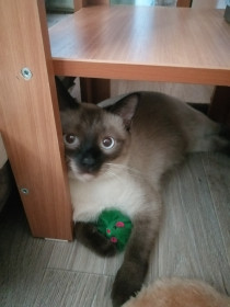 Барсик,  2 года. Очень умный и добрый котик. г. Благовещенск