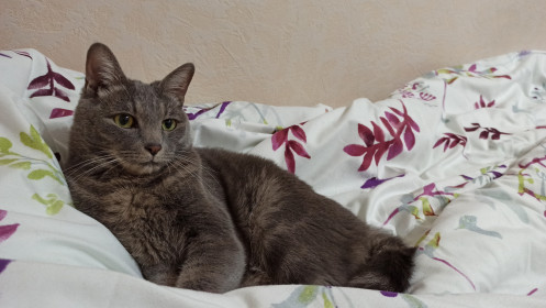 Бонька, 2 года. Вечно мурчащий комочек. г. Шимановск