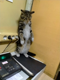 Фёдор, 1 годик. Житель и отличный работник АЗС. п. Ерофей Павлович