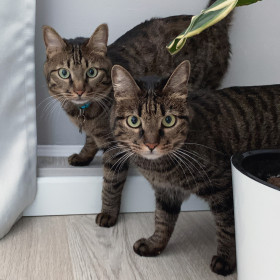 Сёма и Конфетка, 4 года и 5 месяцев. Двое из ларца одинаковы с лица. г. Благовещенск