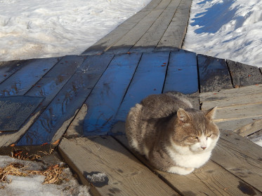 Барсик. 7 лет. Серьёзен, отважен. с. Албазино