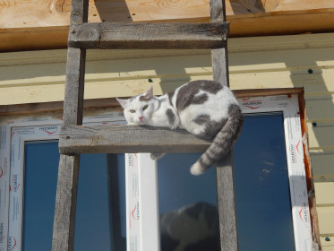 Мурзик, 3 года. Спокойный, ласковый. с. Албазино