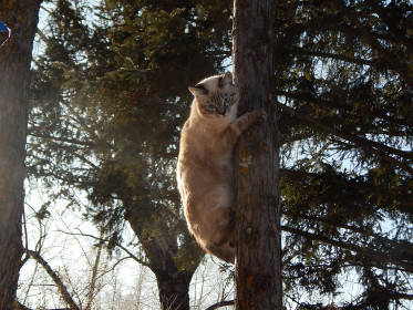 Тишка, 2 года. Чистюля, гурман. с. Албазино