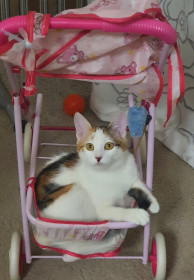 Котенок Айка, 9 мес., г. Благовещенск