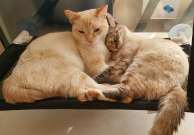 Сладкая парочка — кот Персик и кошка Мила, по 1,5 годика. г. Благовещенск