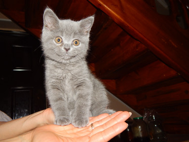 Красавица Марта. На фото ей 5 мес. Любит печенье и свежий огурчик. г. Сковородино.