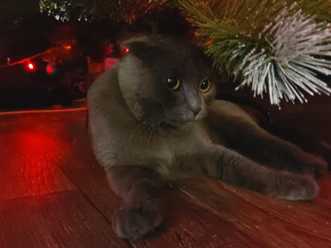 Лаки, 2 года. Лучшее украшение ёлки. с. Москвитино, Свободненский район.