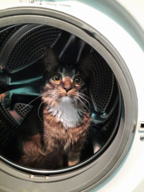 Бублик, 8 мес. Привередлив в еде. с. Москвитино, Свободненский район.