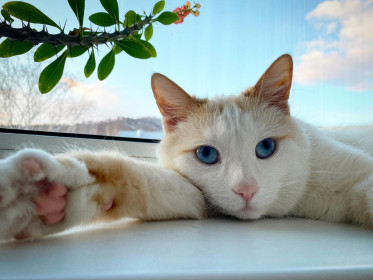 Крис, 5 лет, г. Зея